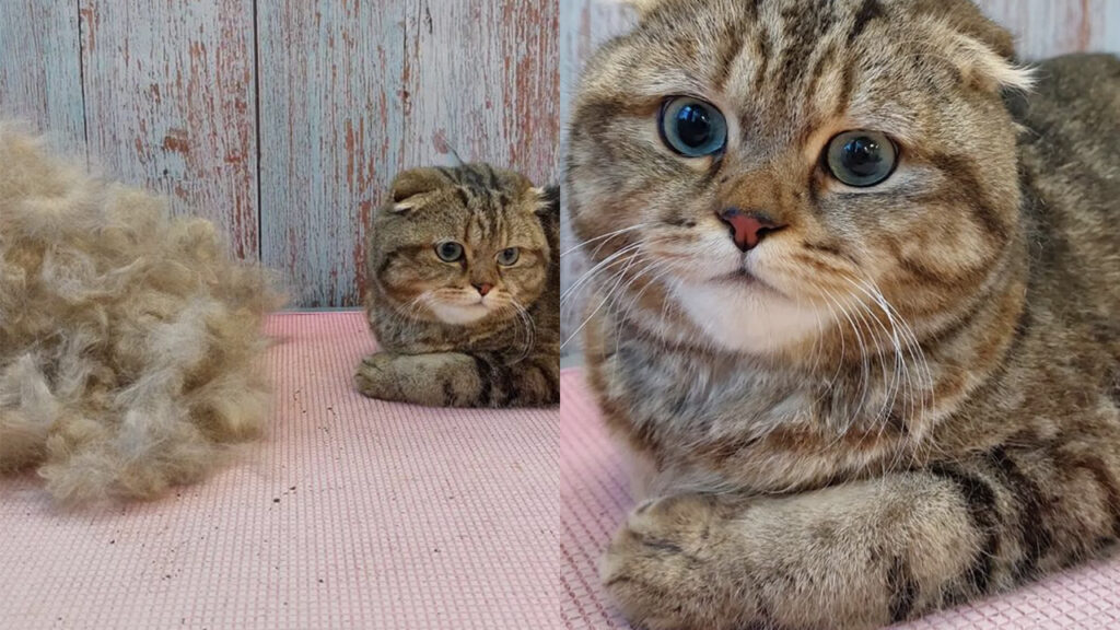 Scottish Fold alle prese con la toelettatura della pelliccia