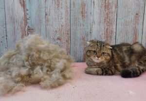 Scottish Fold alle prese con la toelettatura perde tantissimo pelo