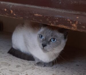 Sofì, gattina dagli occhi color mare cerca una mamma umana con cui vivere