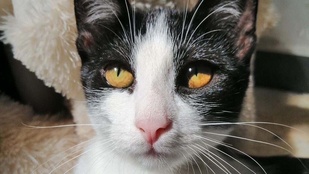 Sofia dal pelo bianco e nero