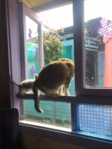 Gatto getta dalla finestra un gattino