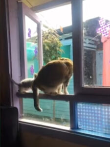 Gatto getta giù dalla finestra un gattino: la storia