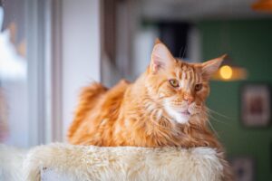 5 tiragraffi per le unghie e il divertimento dei gattini Maine Coon, i migliori