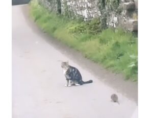 Topolino sfida gatto in una lotta corpo a corpo, il video è esilarante!