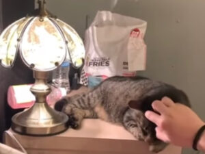 Gatto accende luce con il naso