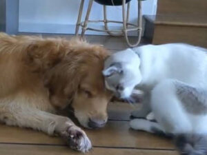 Gatto rimane affianco al cane morente che lo aveva aiutato da piccolo