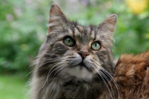 5 accessori per la cura di un gatto Maine Coon davvero utili