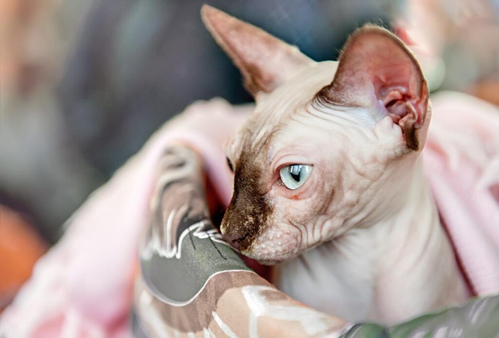 5 accessori indispensabili per un gatto Sphynx che vive in casa