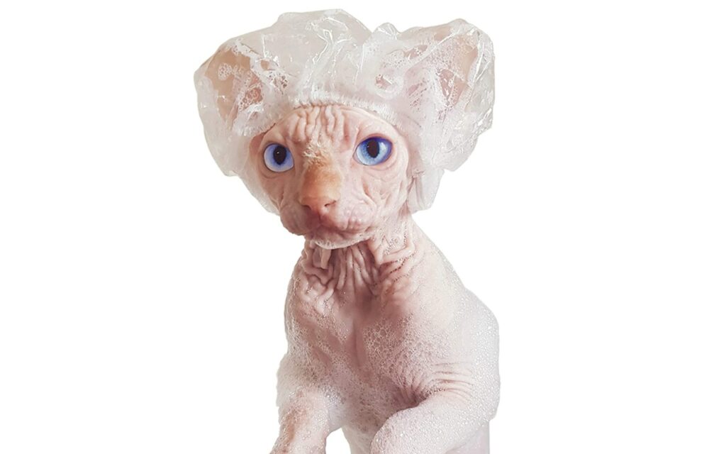 accessori per sphynx