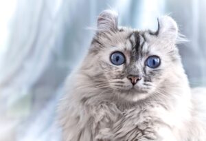 American Curl: le malattie comuni di questo gatto