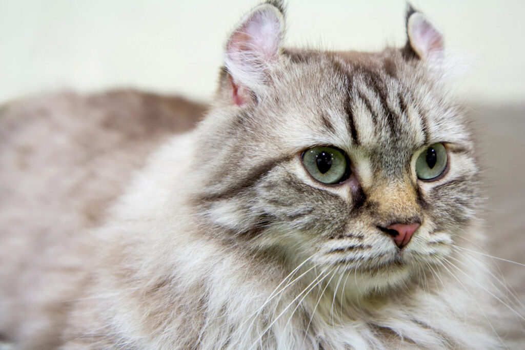 american curl malattie rischiose