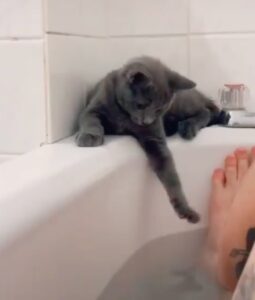 gattino Asher gioca con l'acqua