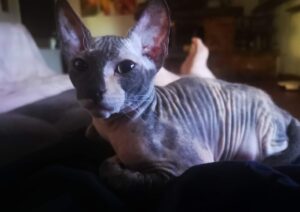 Bellinzago Novarese, si cerca una gatta Sphynx di pochi mesi, Tamara risulta dispersa