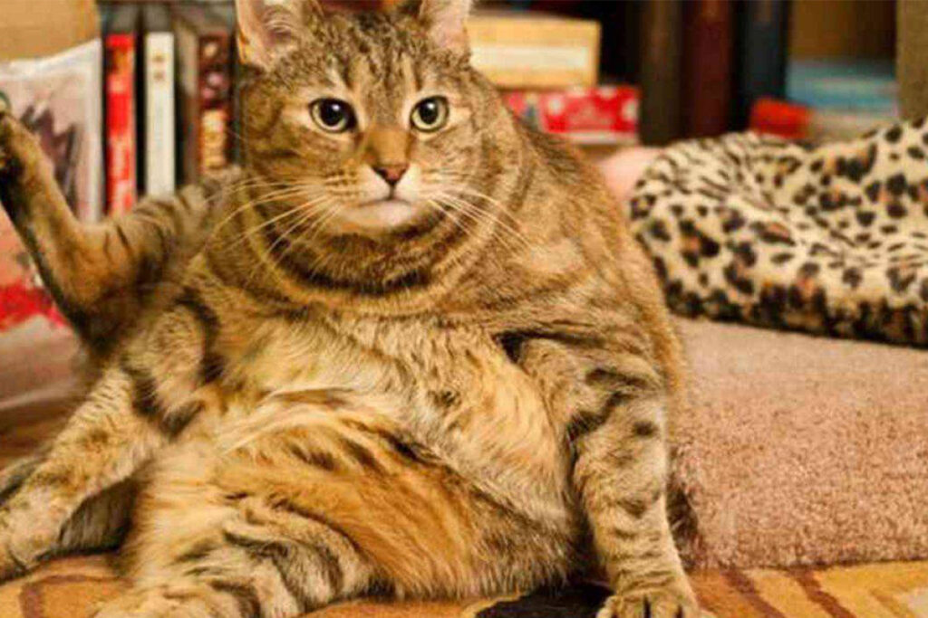 borsa primordiale del gatto o obesità