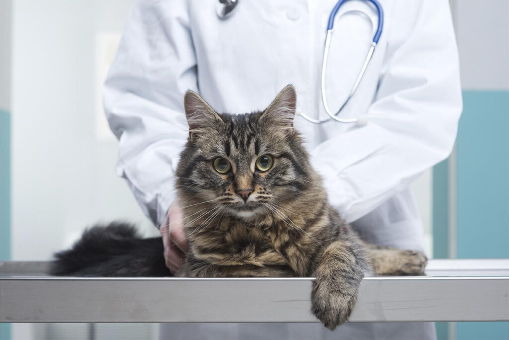 bolsa primordial del gato en el veterinario