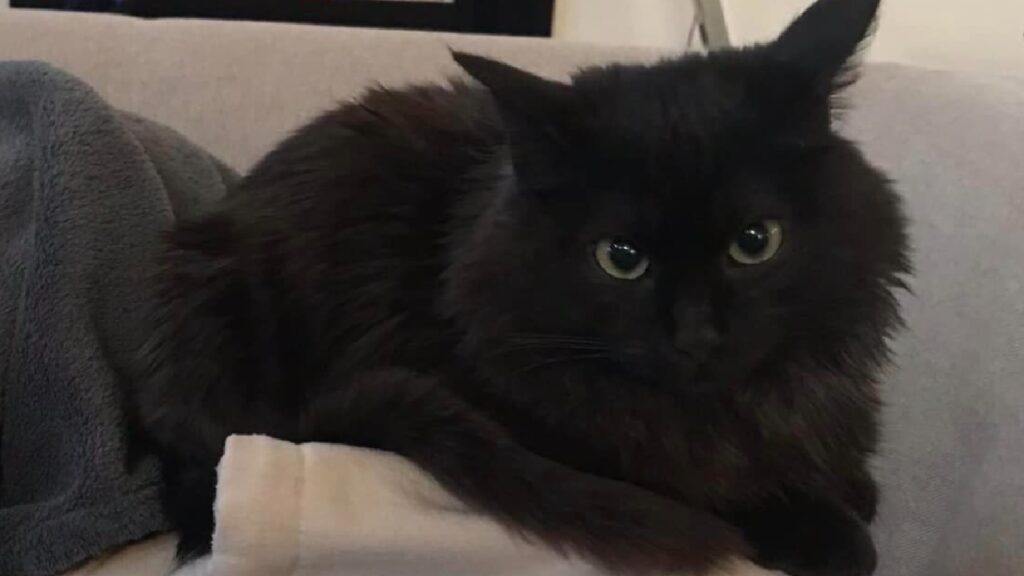 gatto merlino pelo nero