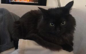 Bracciano, famiglia è alla ricerca del gatto Merlino, improvvisamente scomparso dalla sua abitazione