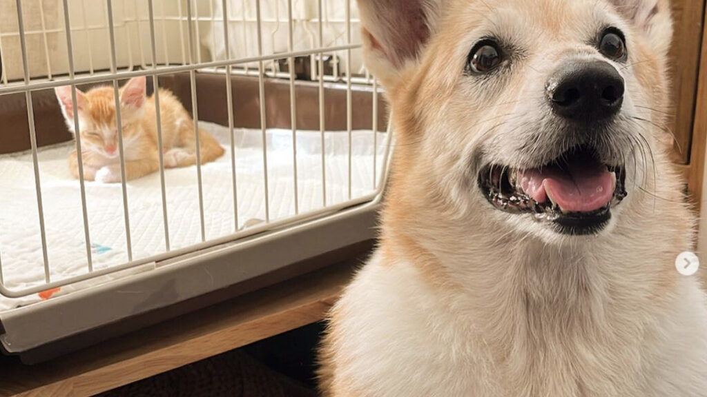 cane conosce fratellino gatto nel kennel