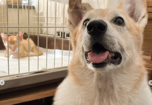 Cane conosce il suo nuovo fratellino gatto a distanza di sicurezza