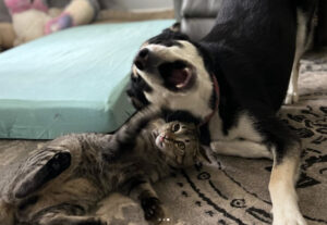 Cane e gatto, mille pose piene d’amore