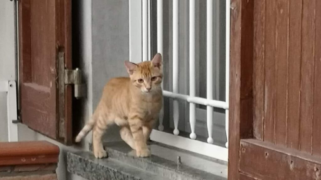 gatto rosso cammina vicino finestra