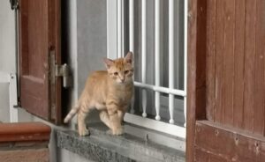 bob si allontana dalla propria casa gatto