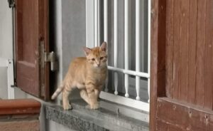 Castrocaro Terme, Bob si allontana di casa non facendo più ritorno, scomparso il socievole gatto rosso