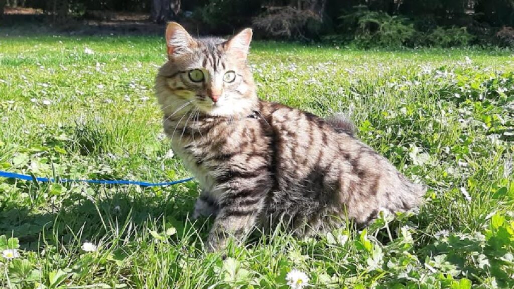 gatto mimì sul prato verde