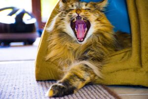 5 cucce morbide per gatti Maine Coon, comode e originali!