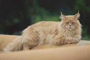 5 cucce per gatto anziano Maine Coon, per il massimo comfort