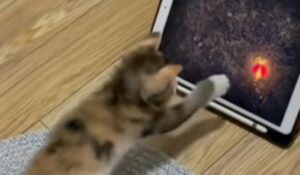 Il cucciolo di gatto scopre per la prima volta il tablet e la sua espressione è fantastica (VIDEO)