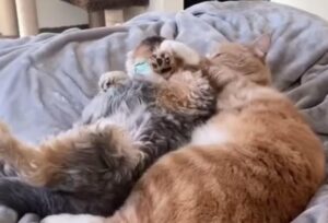 Il dolce gattone accetta la compagnia del cagnolino mentre riposa sul letto (VIDEO)