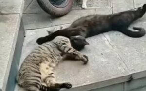 Due gatti stanno giocando tranquillamente ma non si sono accorti del pericolo alle loro spalle (VIDEO)