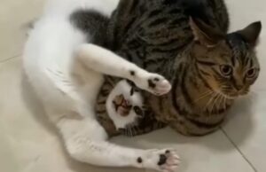 I due gatti sono protagonisti di una scena che rimanda ad un incontro di wrestling (VIDEO)