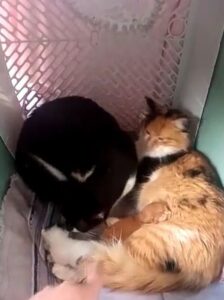 Nonna gatta aiuta i suoi amati nipotini (VIDEO)