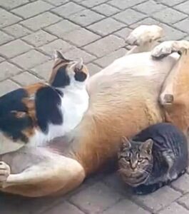 Gatto dorme sulla pancia del cane (VIDEO)