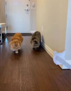 Due gatti sospettosi: vediamo il motivo (VIDEO)