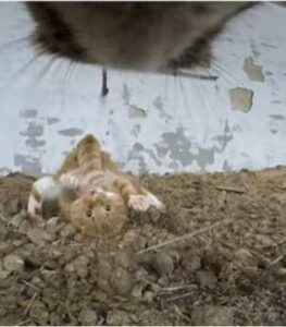 Gatti ripresi con la GoPro: spionaggio (VIDEO)