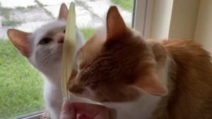 I gatti Dobby Rue e Boba sono felicissimi di giocare con una bella piuma speciale (VIDEO)