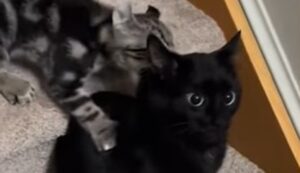 I gatti domestici Mickey e Mira accolgono con amore i nuovi gatti di casa (VIDEO)