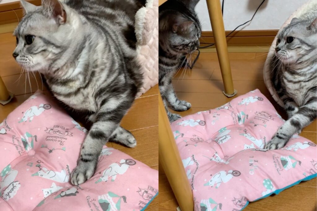 gatti litigano per un cuscino