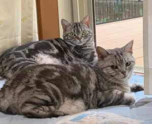 Due gatti American Shorthair si contendono lo stesso cuscino (VIDEO)