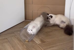 I gattini giocano in un tubo di plastica, ma uno dei due ha bisogno di un incoraggiamento speciale (VIDEO)