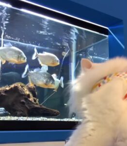 Gatti Norvegese delle Foreste vanno a fare una gita all’acquario (VIDEO)