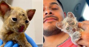La gattina bruciata viva deve la vita al suo veterinario per ben 2 motivi. Uno di questi era completamente inaspettato (VIDEO)