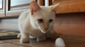 Una gattina domestica bianca gioca e si rinfresca con un cubetto di ghiaccio (VIDEO)