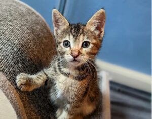 La dolce gattina Rainier è talmente stanca che dorme in piedi (VIDEO)