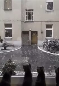 Gattini vedono la neve per la prima volta (VIDEO)