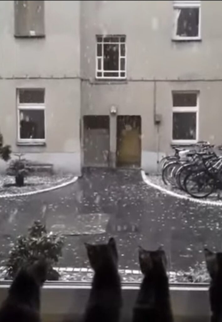 gattini guardano la neve per la prima volta