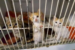 Gattini abbandonati quotidianamente: la denuncia